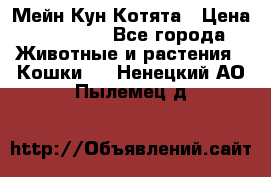 Мейн Кун Котята › Цена ­ 15 000 - Все города Животные и растения » Кошки   . Ненецкий АО,Пылемец д.